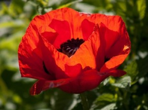 red poppy MIA_400x296