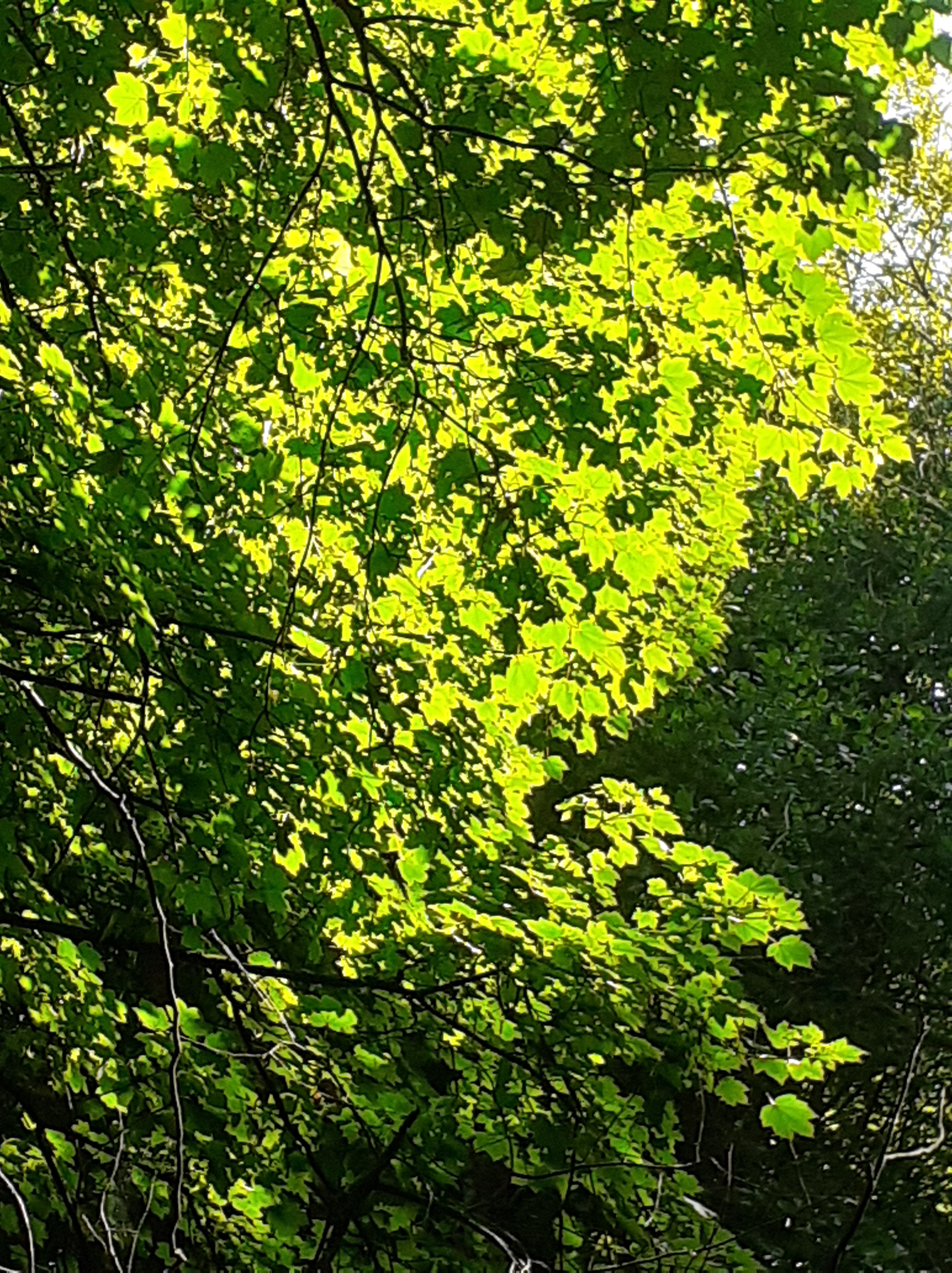 THREE TREES | Contemplative Inquiry